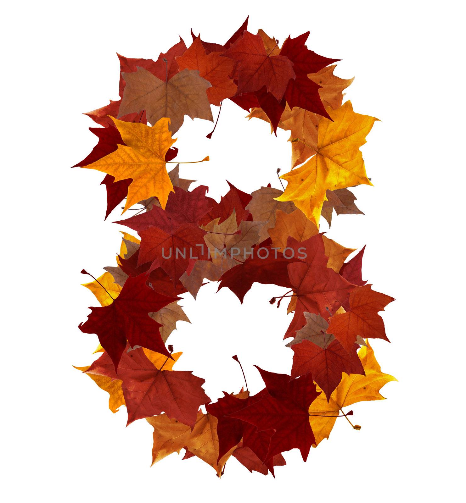 Number 8 made with autumn leaves isolated on white with clipping path, so you can easily cut it out and place over the top of a design. Find others symbols in our portfolio to compose your own words.