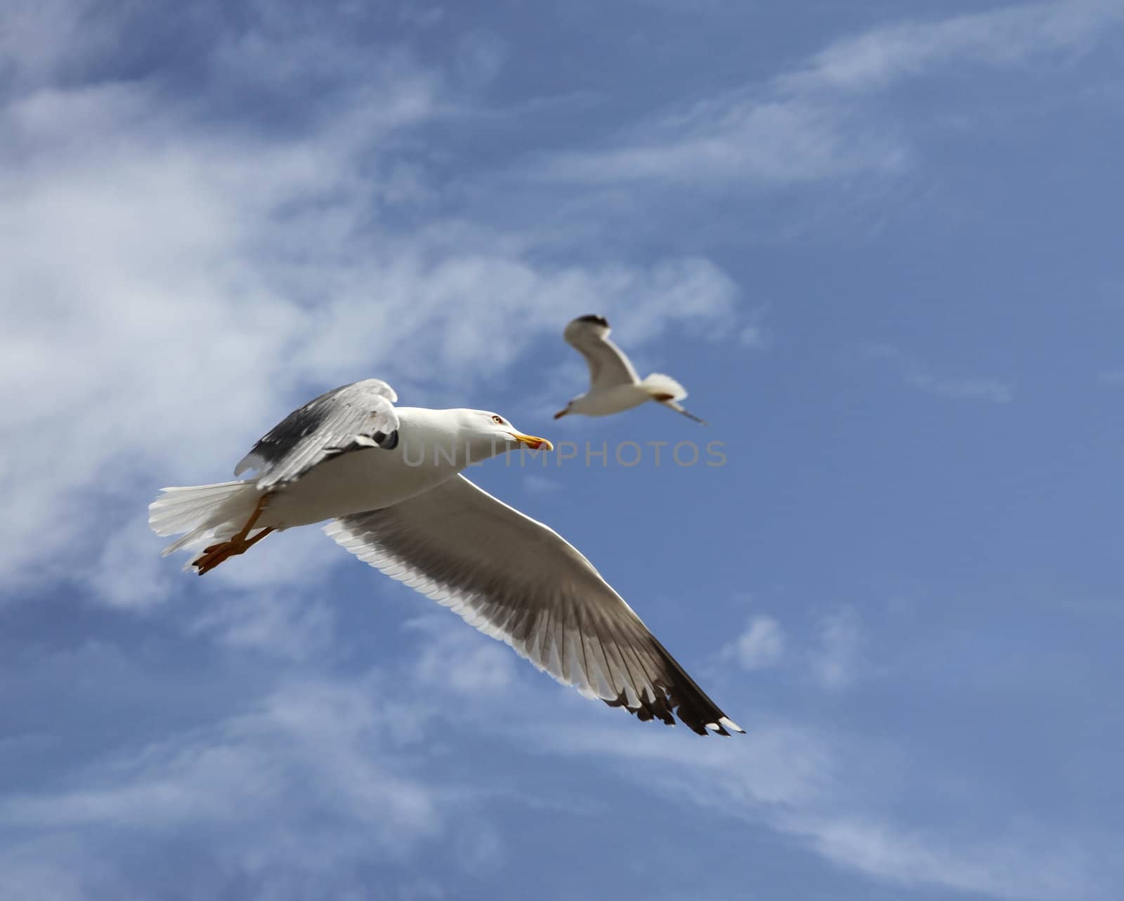 flying herring gull by daboost