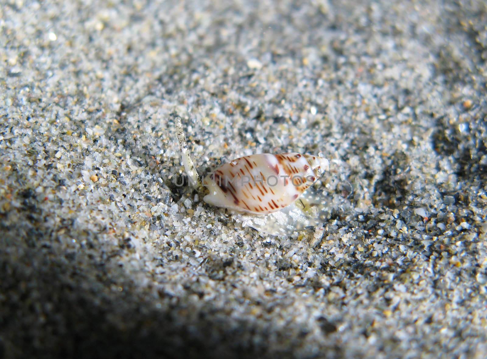 Little Shell underwater by PlanctonVideo