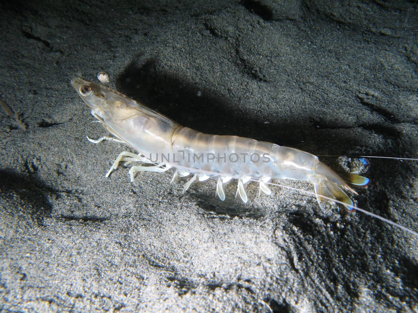 Prawn on the sand. Shotted in the wild, nighttime.