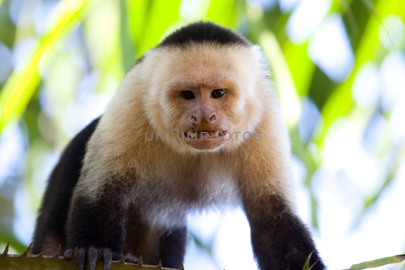 Male capuchin monkey looking with teeth bared
