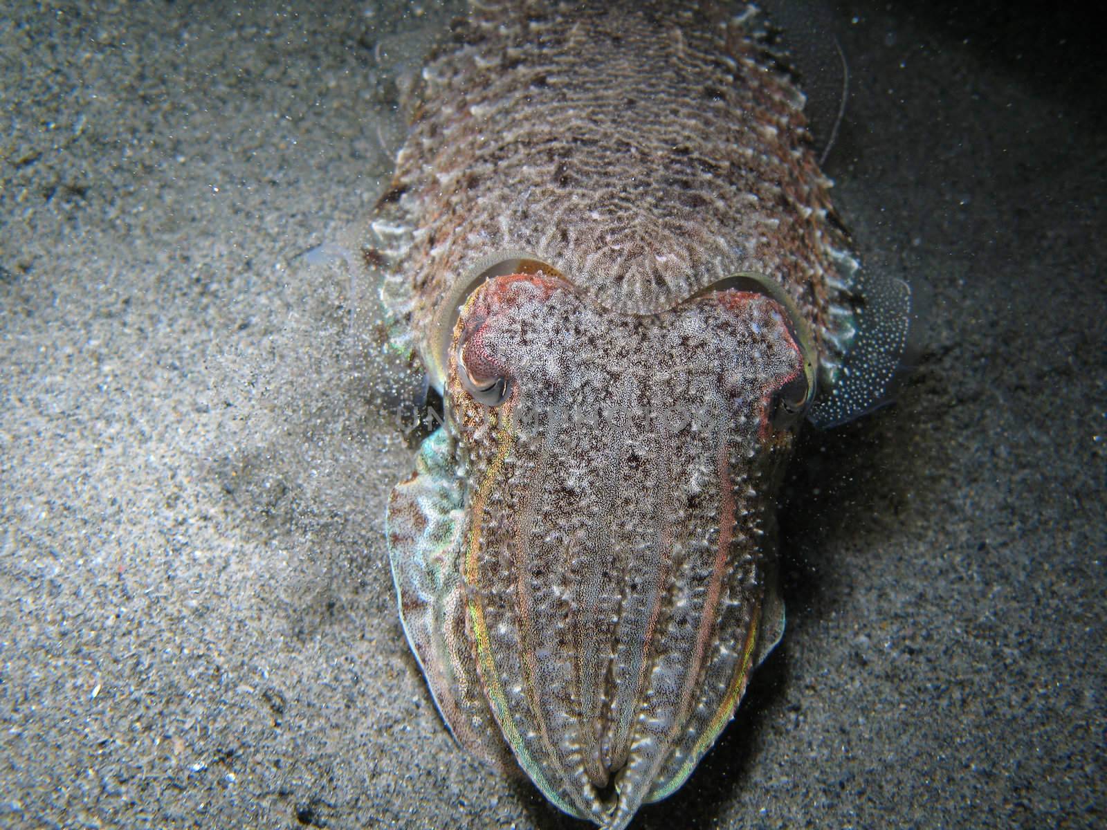 Cuttlefish. Shotted in the wild, nighttime.