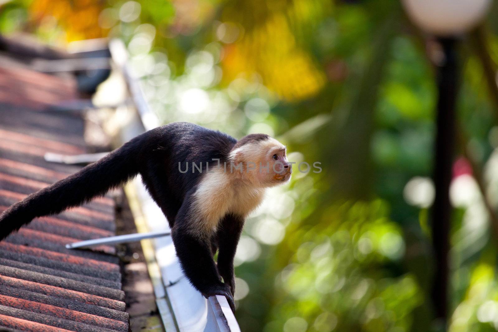 White faced capuchin monkey roaming around on the rooftops