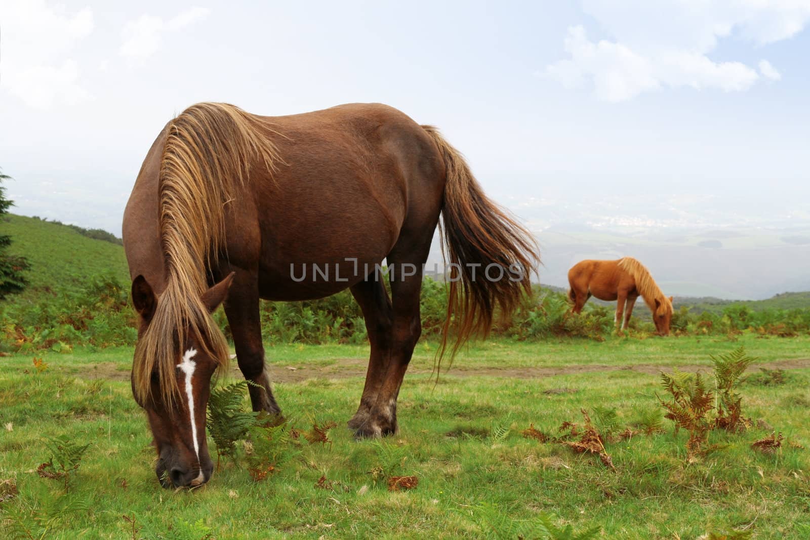 two wild pottok horses in a field