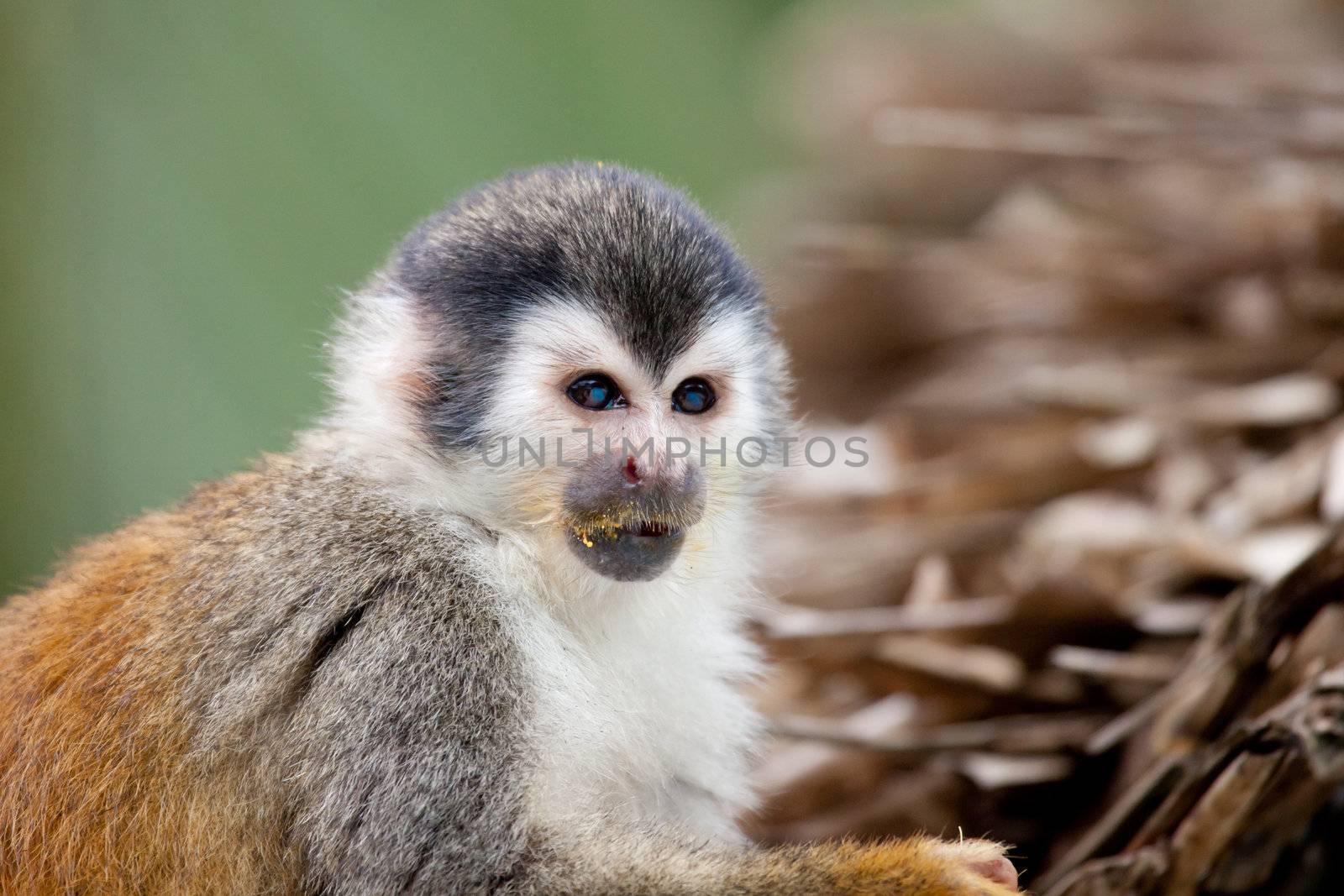 Eating squirrel monkey by Fotosmurf