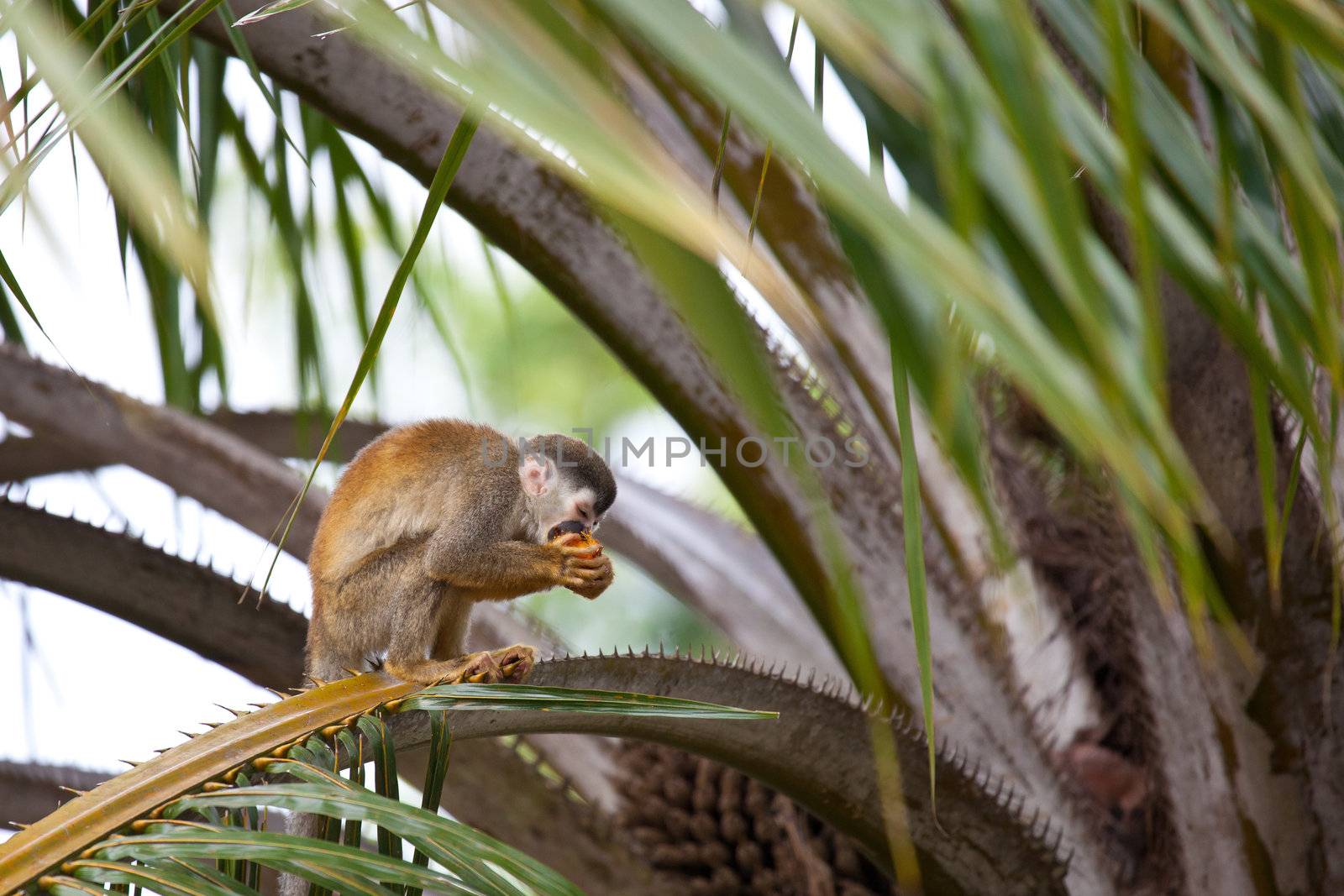Squirrel monkey eating by Fotosmurf