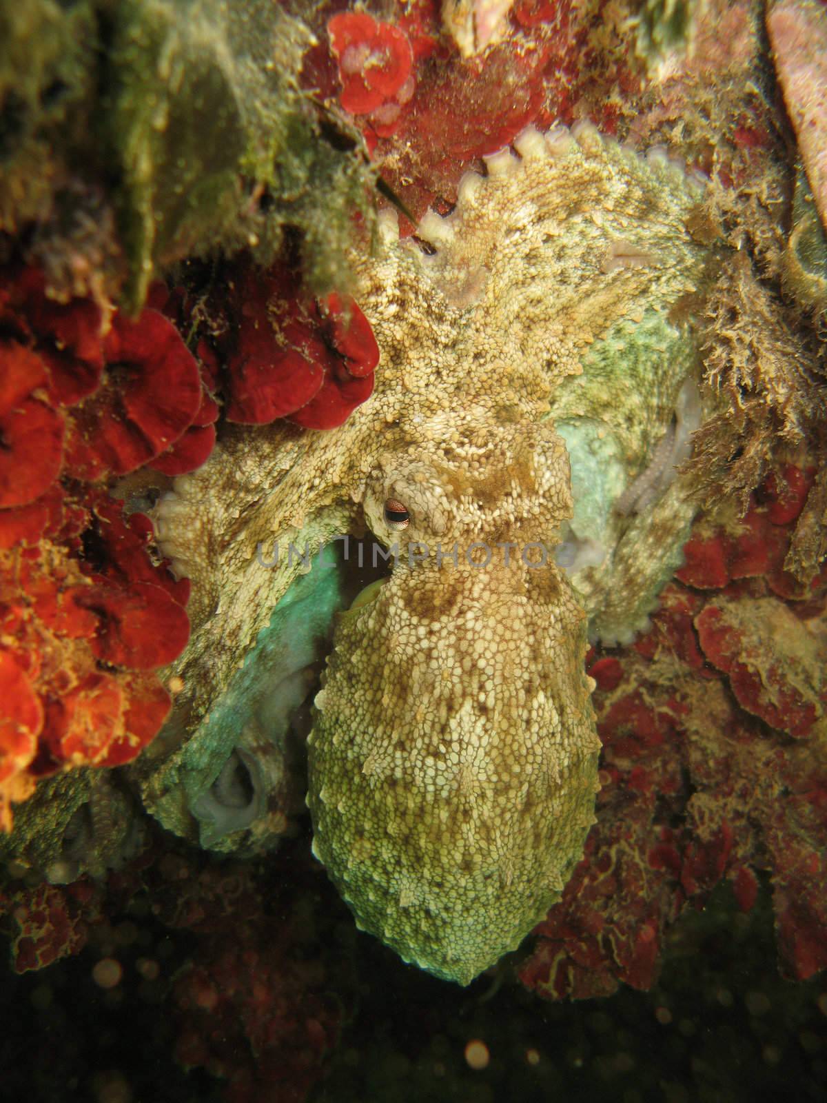 Octopus Vulgaris on seaweed. Note that shot is right oriented. Captured in the wild.