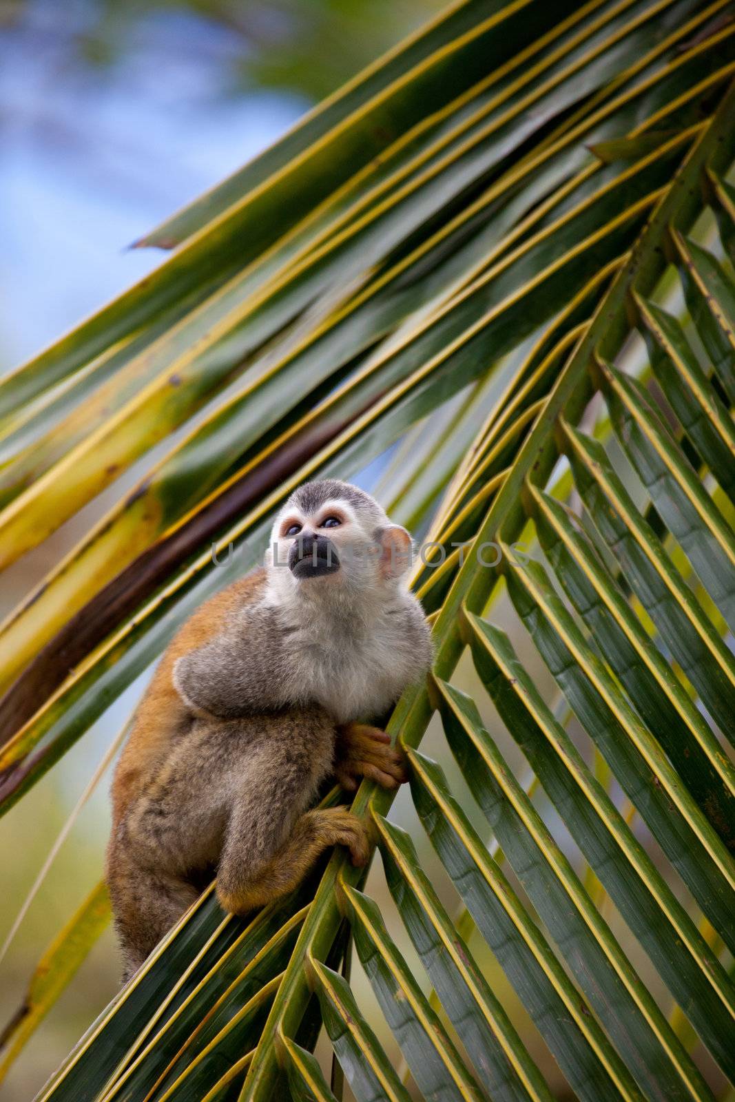 Squirrel monkey on the leave of a palm tee looking up