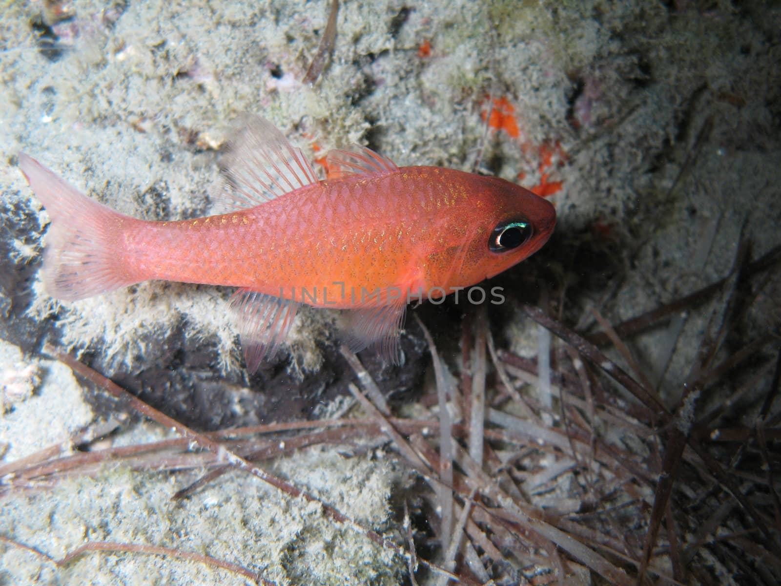 "Apogon Imberbis" fish. Shotted in the wild nighttime.