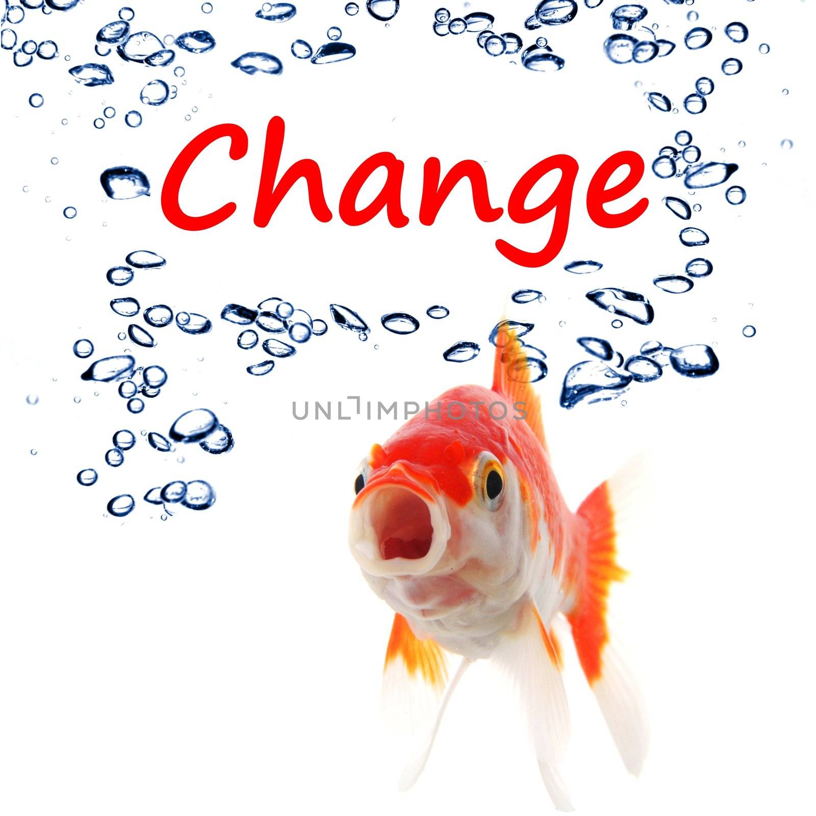 change ahead or future concept with word and goldfish