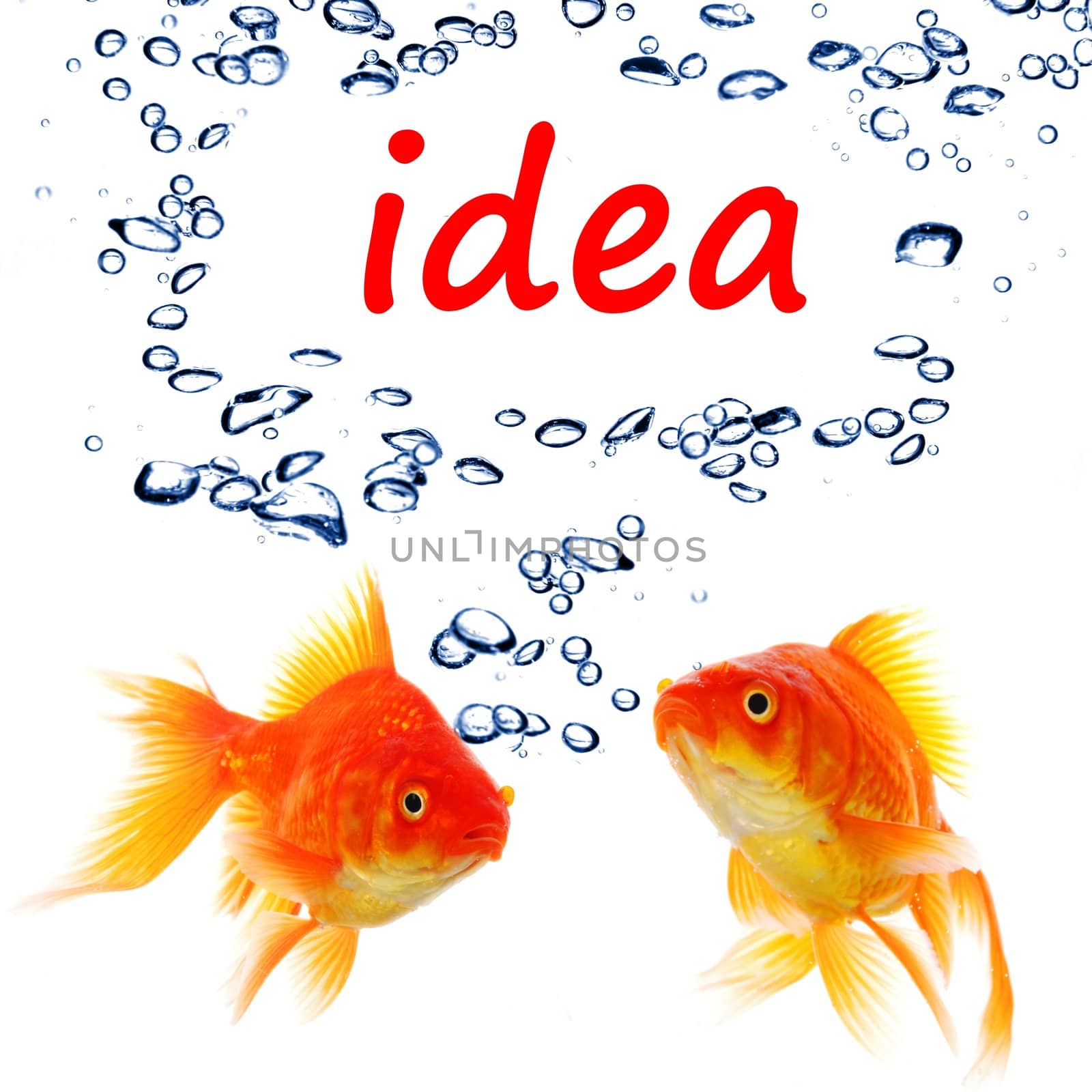 idea or creativity concept with goldfish and water bubbles on white
