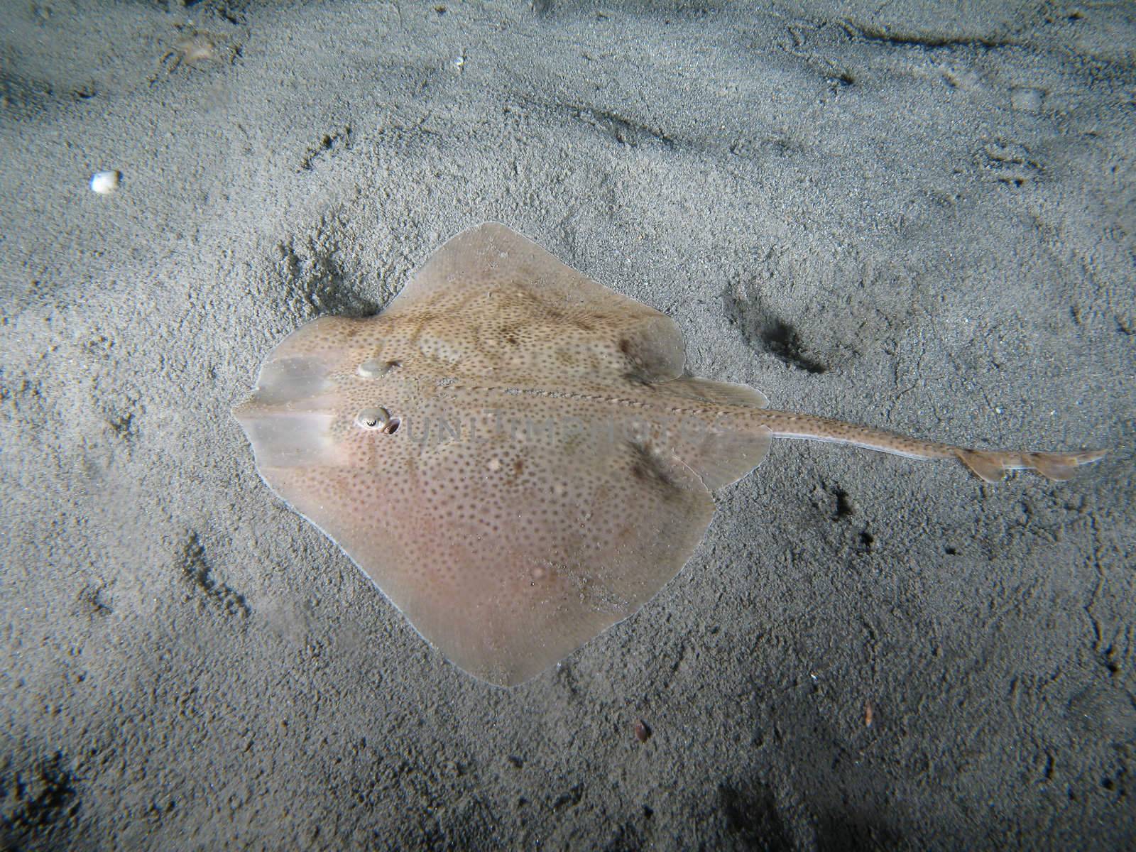 Raya Clavata on the sand also known as Thornback Ray (USA - England) or Raye ouclèe (France) or Raya de Clavos (Espagna). Shotted in the wild nighttime.