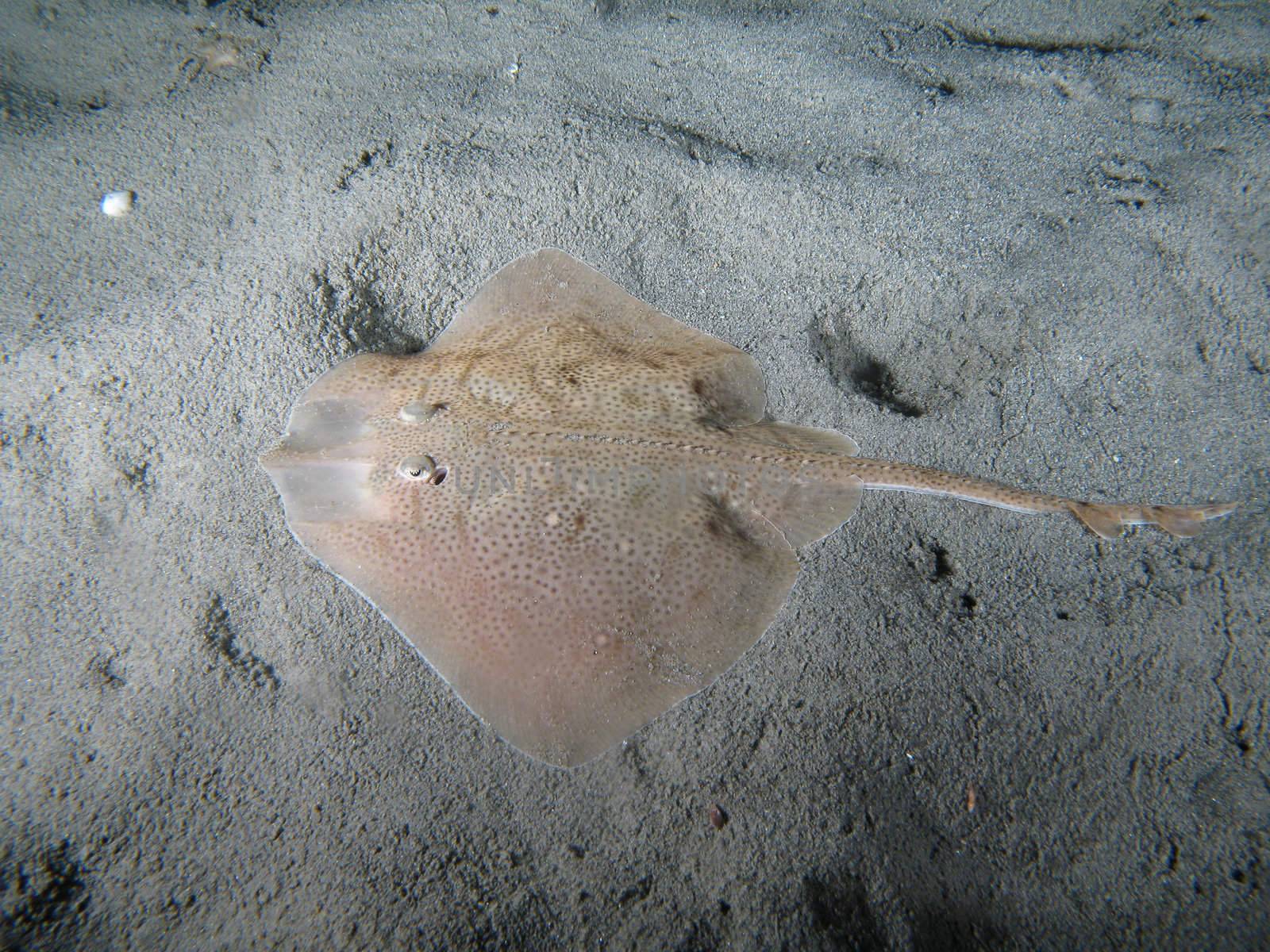 Thornback Ray by PlanctonVideo