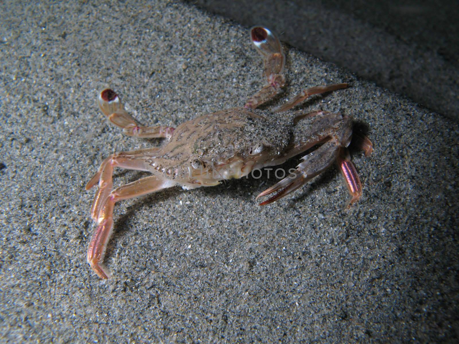 Crab on the sand. Shotted undersea in the wild, nighttime.