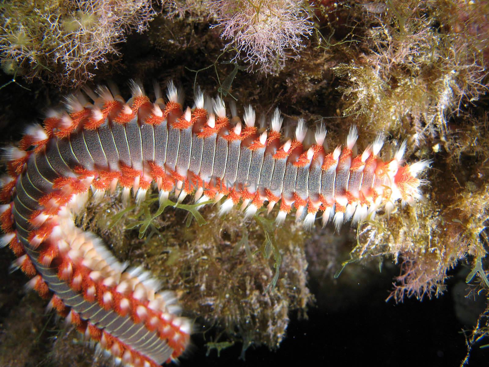 "Hermodice Carunculata" also known as Fire Worm. Shotted undersea in the wild.