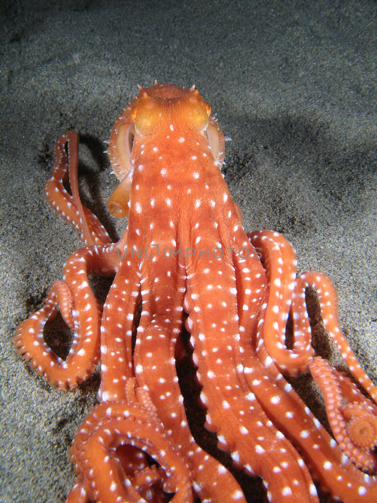Octopus Macropus by PlanctonVideo