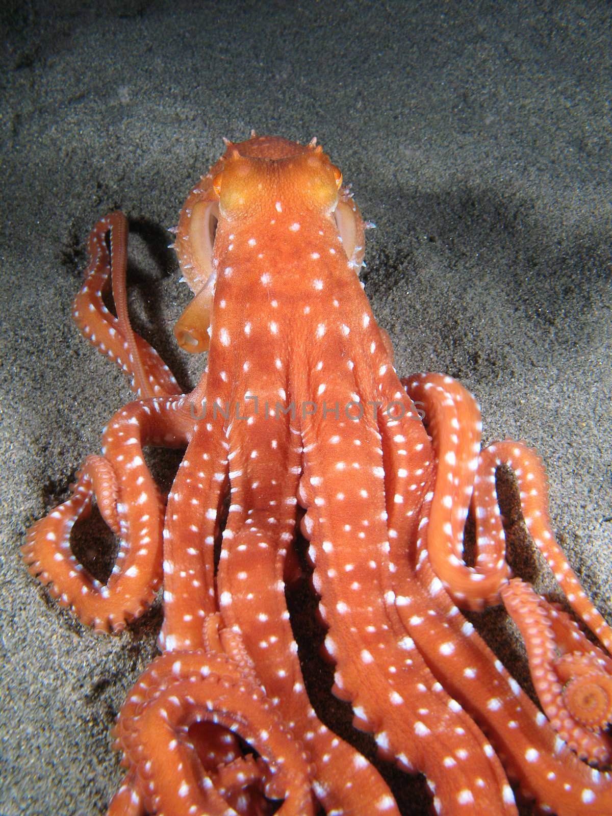 Octopus Macropus on the sand. Shotted in the wild, nighttime.