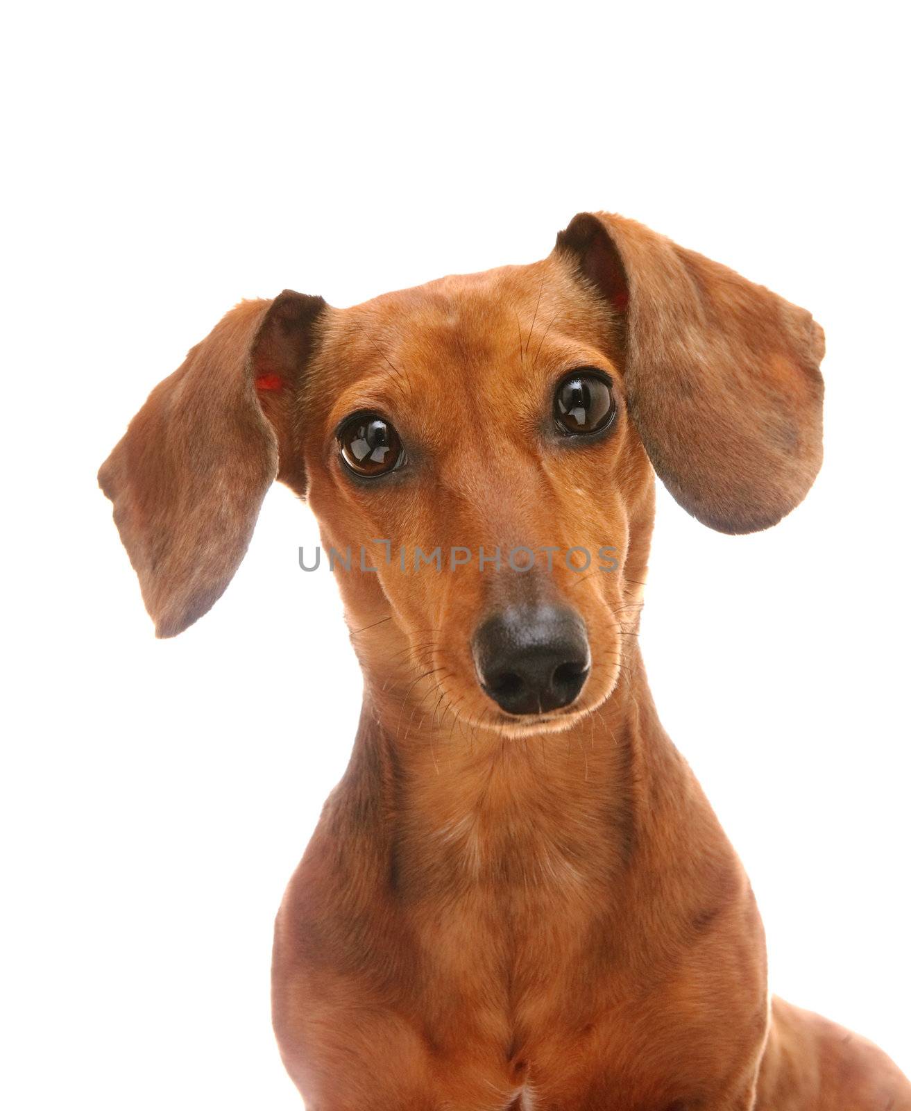 dachshund