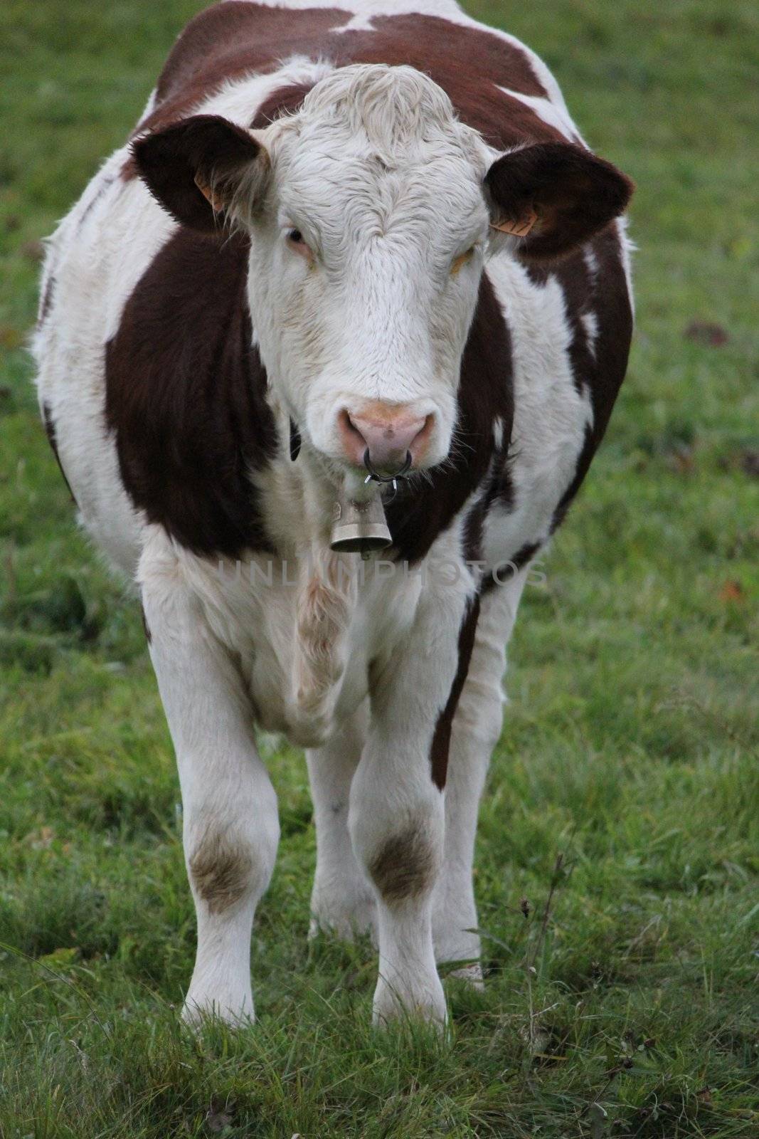 cow white and brown