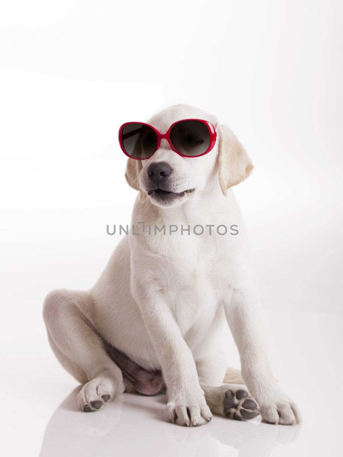 Puppy with sunglasses by Iko