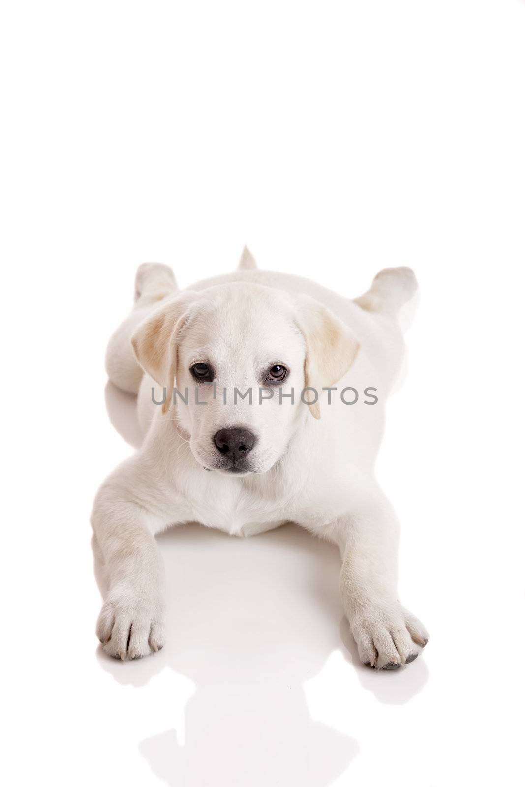 Beautiful labrador retriever cream puppy isolated on white background