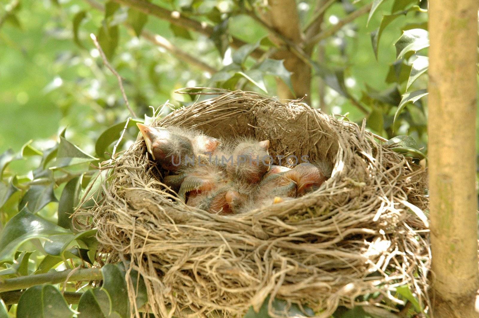 Hatchling baby birds in nest