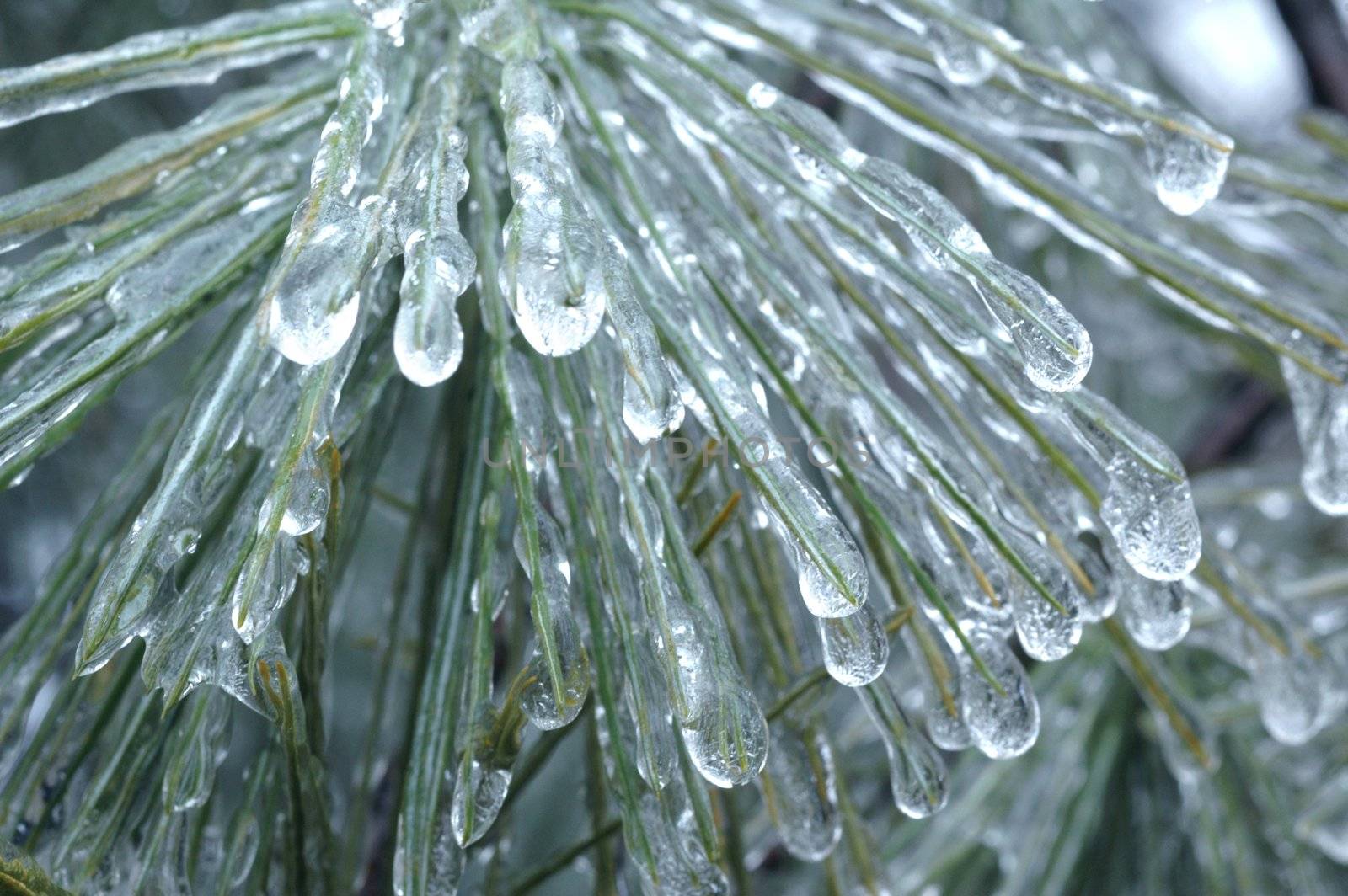 Frozen iced over pine needles from a winter ice storm