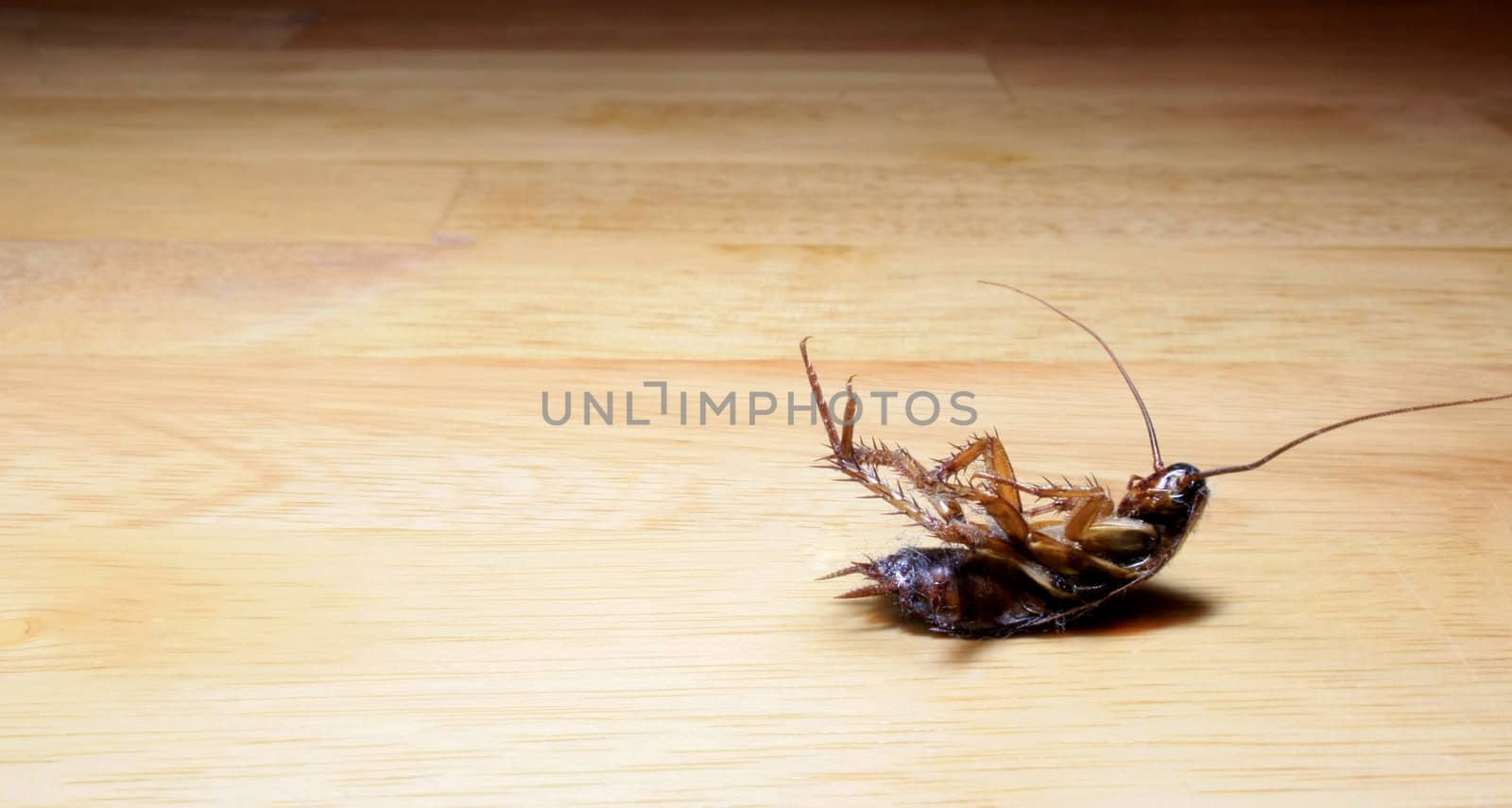 A dead, dusty roach lying on a table