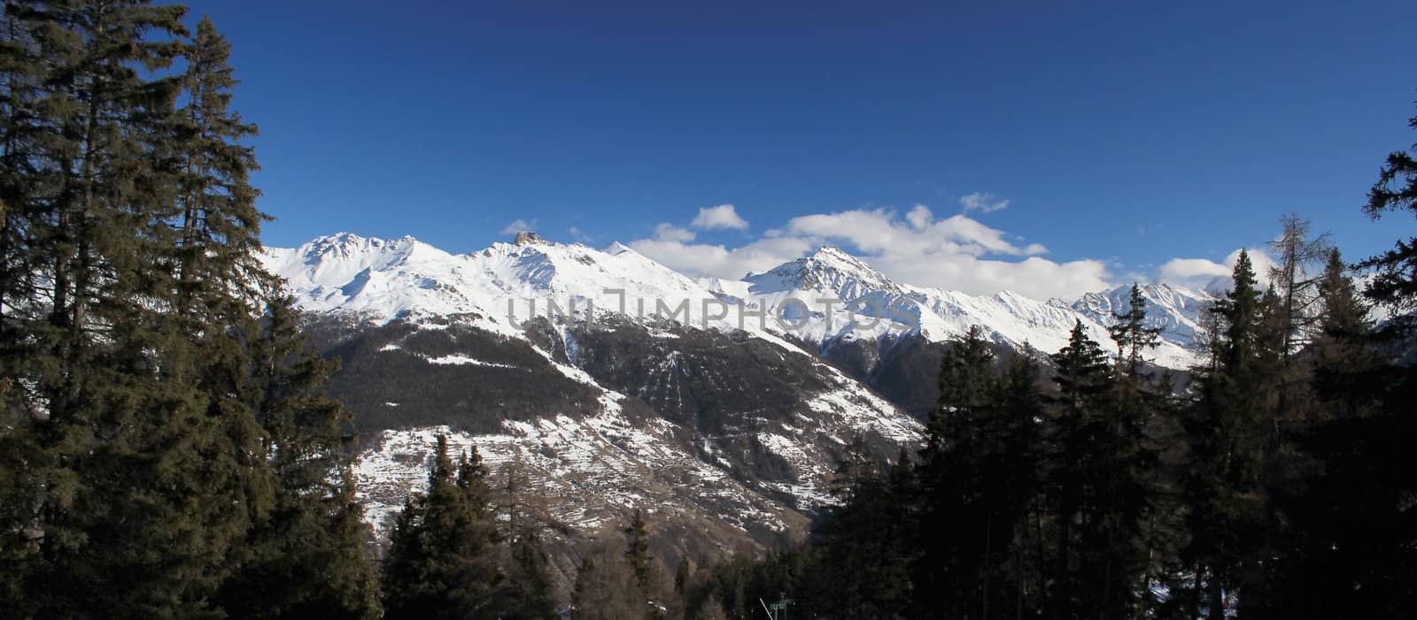 View of the Alps behind fir trees by beautiful sunny winter day, Switzerland