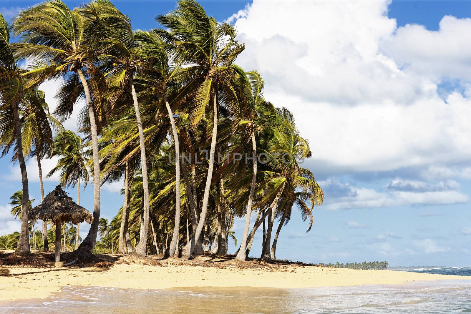 caribbean beach with wind in palm trees and clouds
