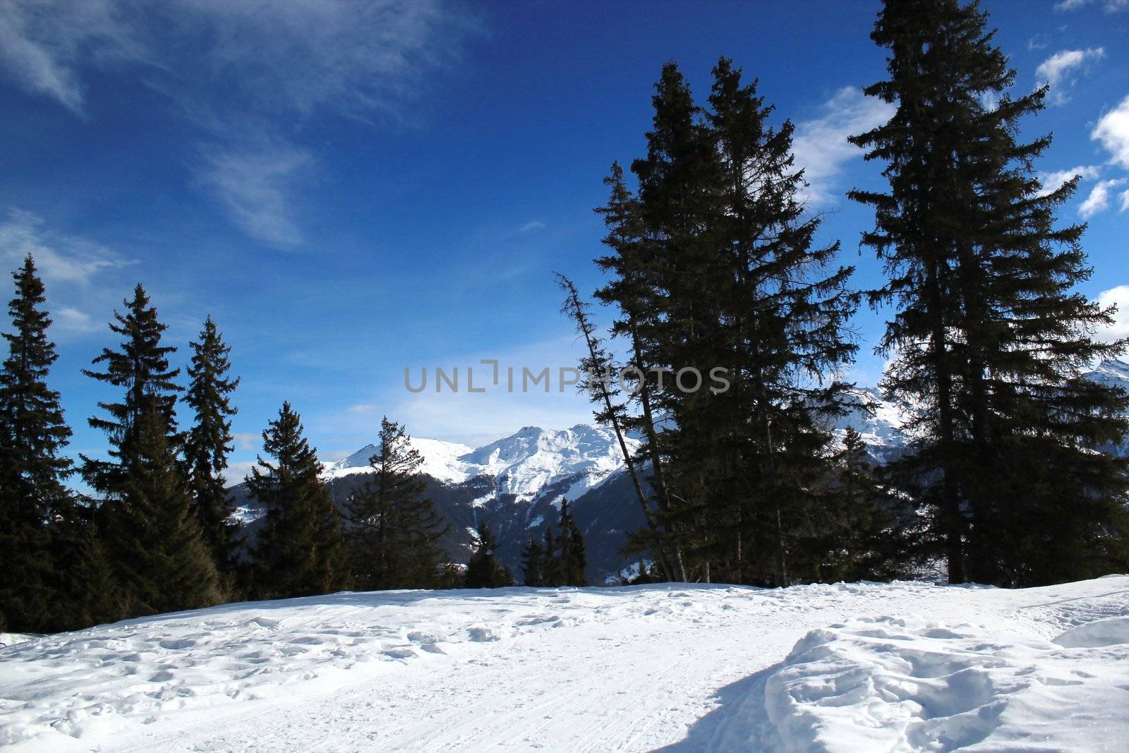 Winter snowy landscape in the Alps with fir trees by beautiful sunny weather, Switzerland