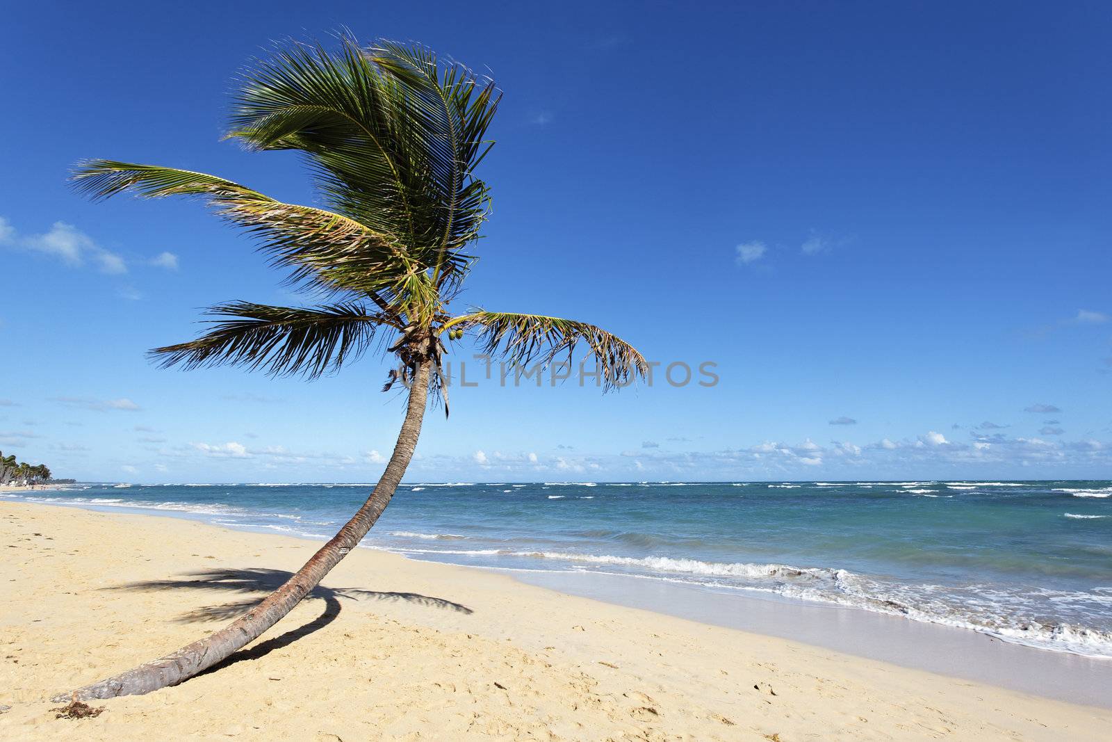 coconut tree on a beach with ocean and sky