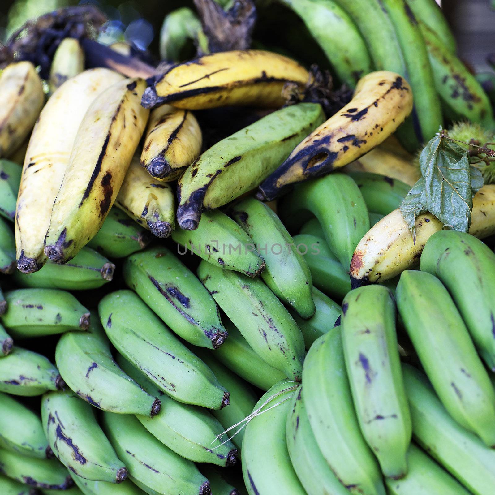 green and yellow bananas in dominican republic