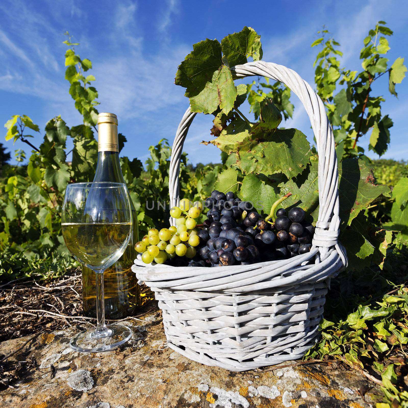 glass and bottle of white wine and grappes in basket