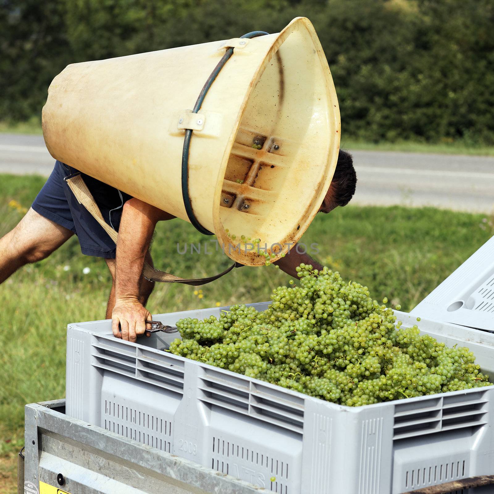 farmer harvesting grapes during the harvest in France