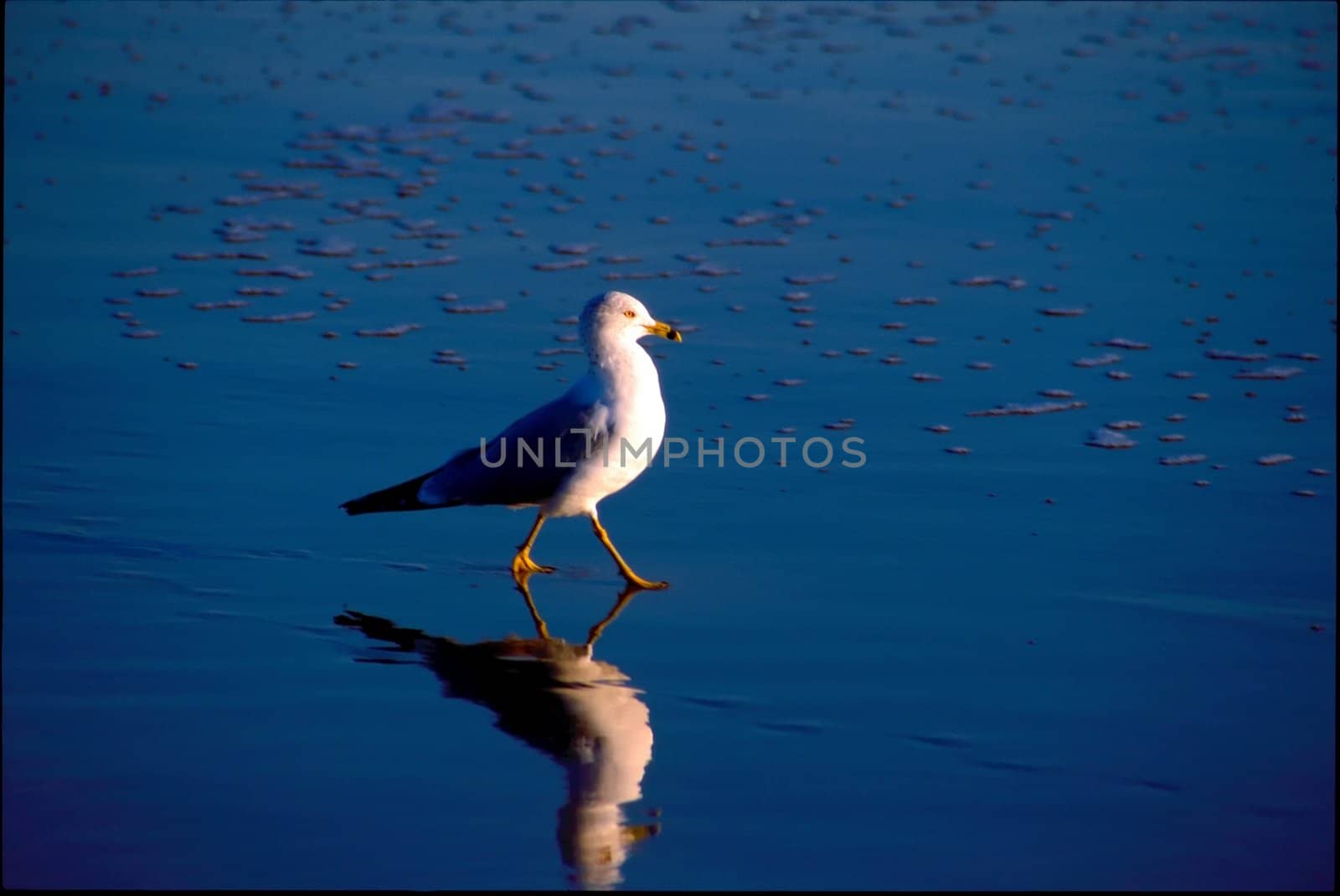 California Gull by melastmohican