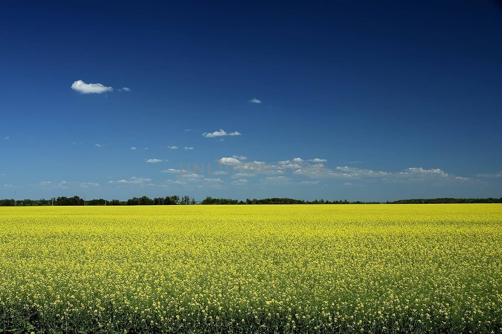 Golden canola under a bright blue sky
