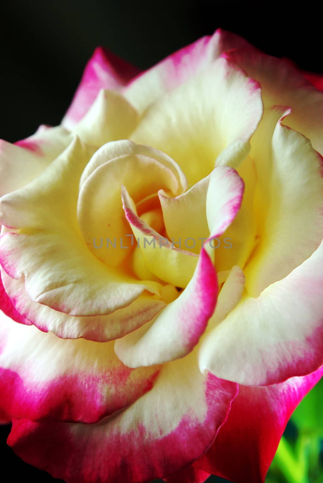 White, pink and red rose closeup against a dark background.