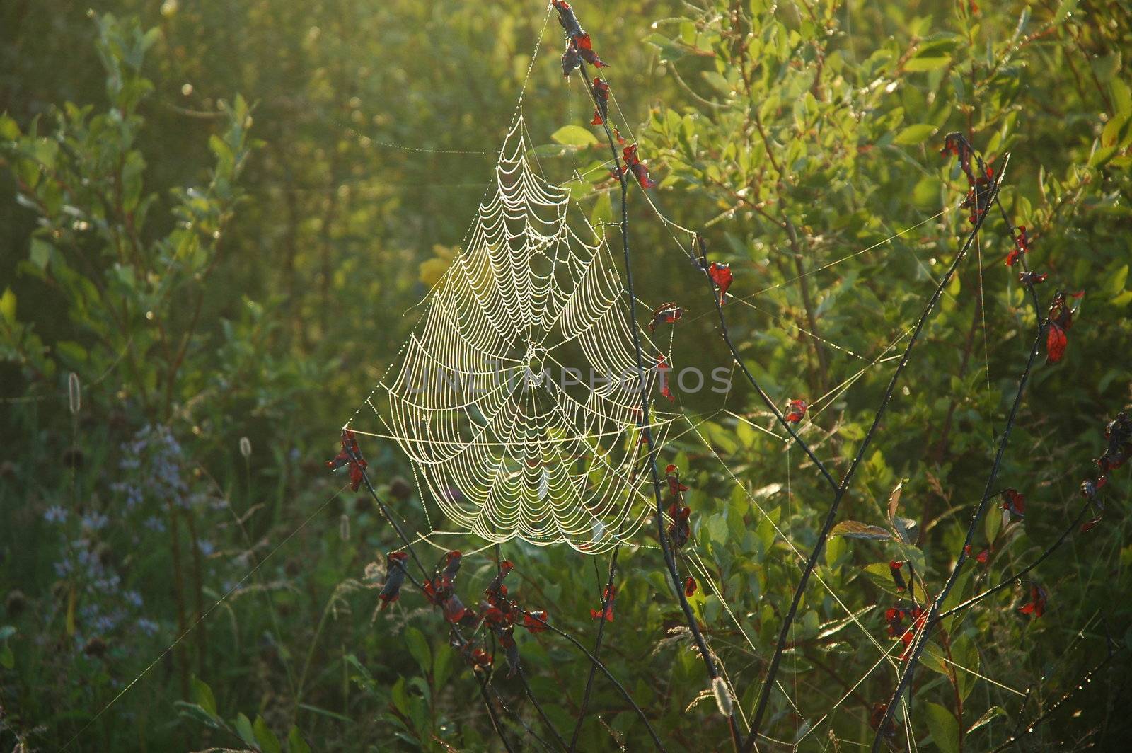 Spider web in the morning sun by photopierre