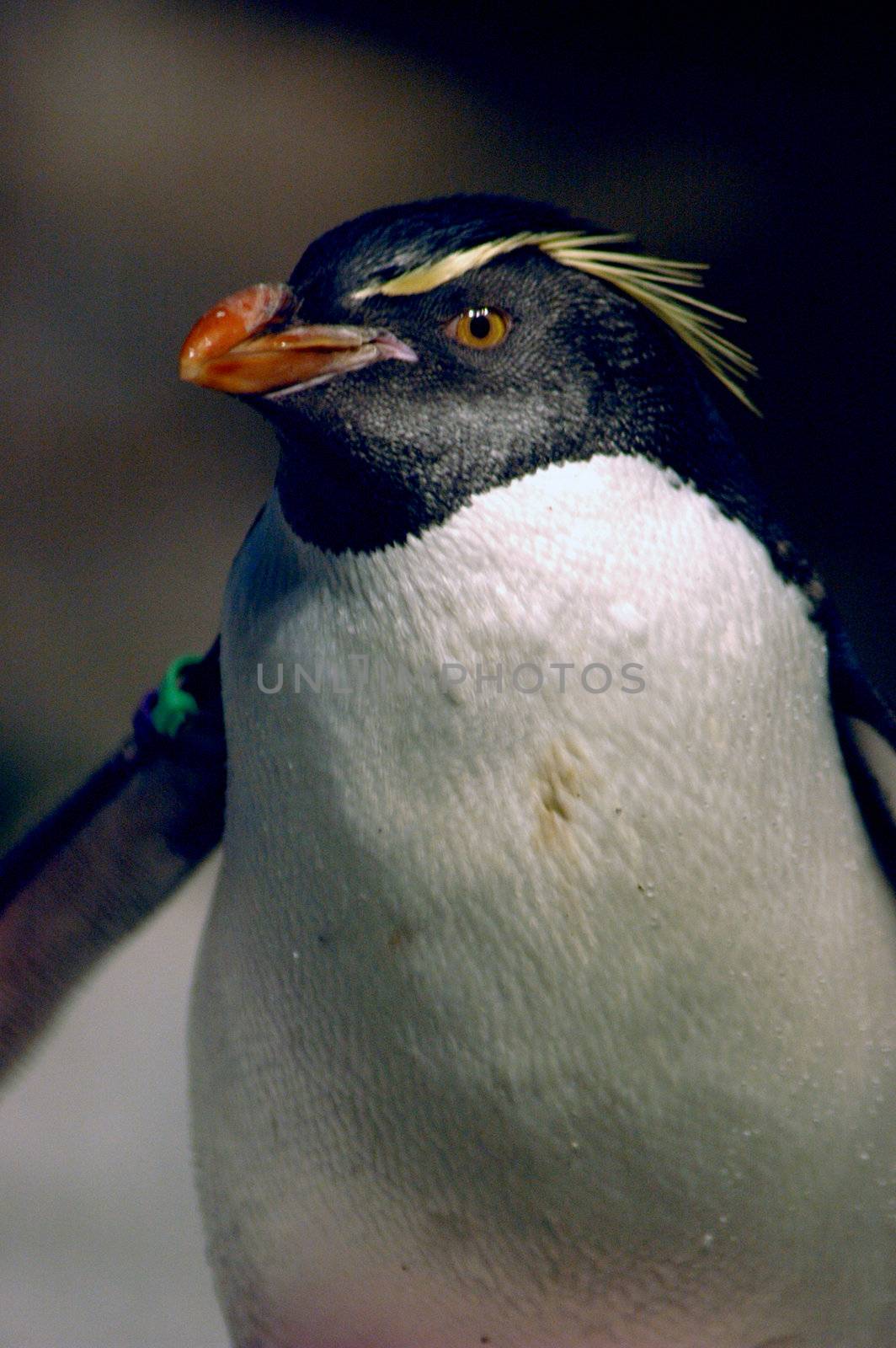 A penguin in the zoo about to jump in the water.