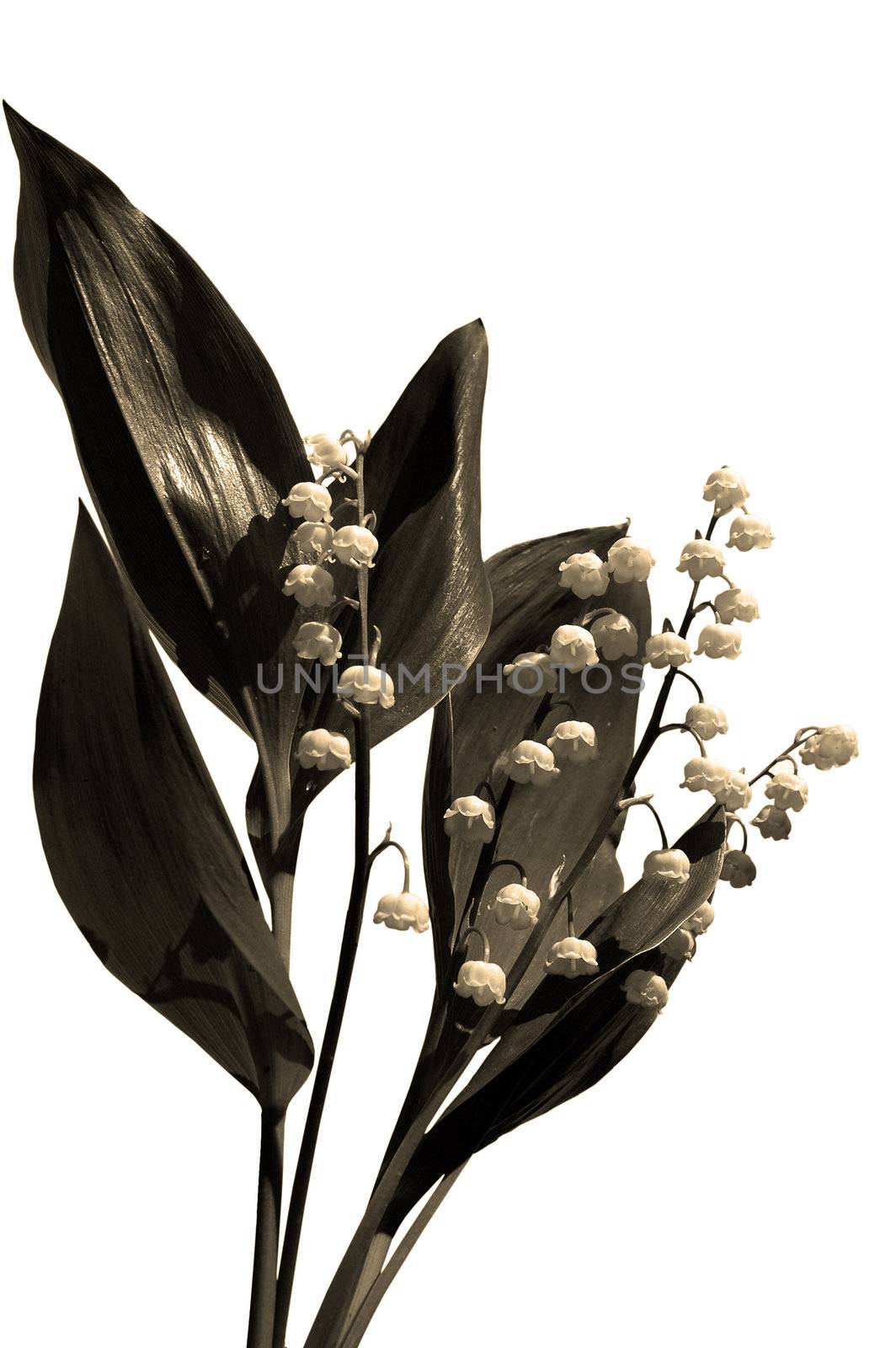 Lily of the valley at the white background. Isolated. Sepia ton