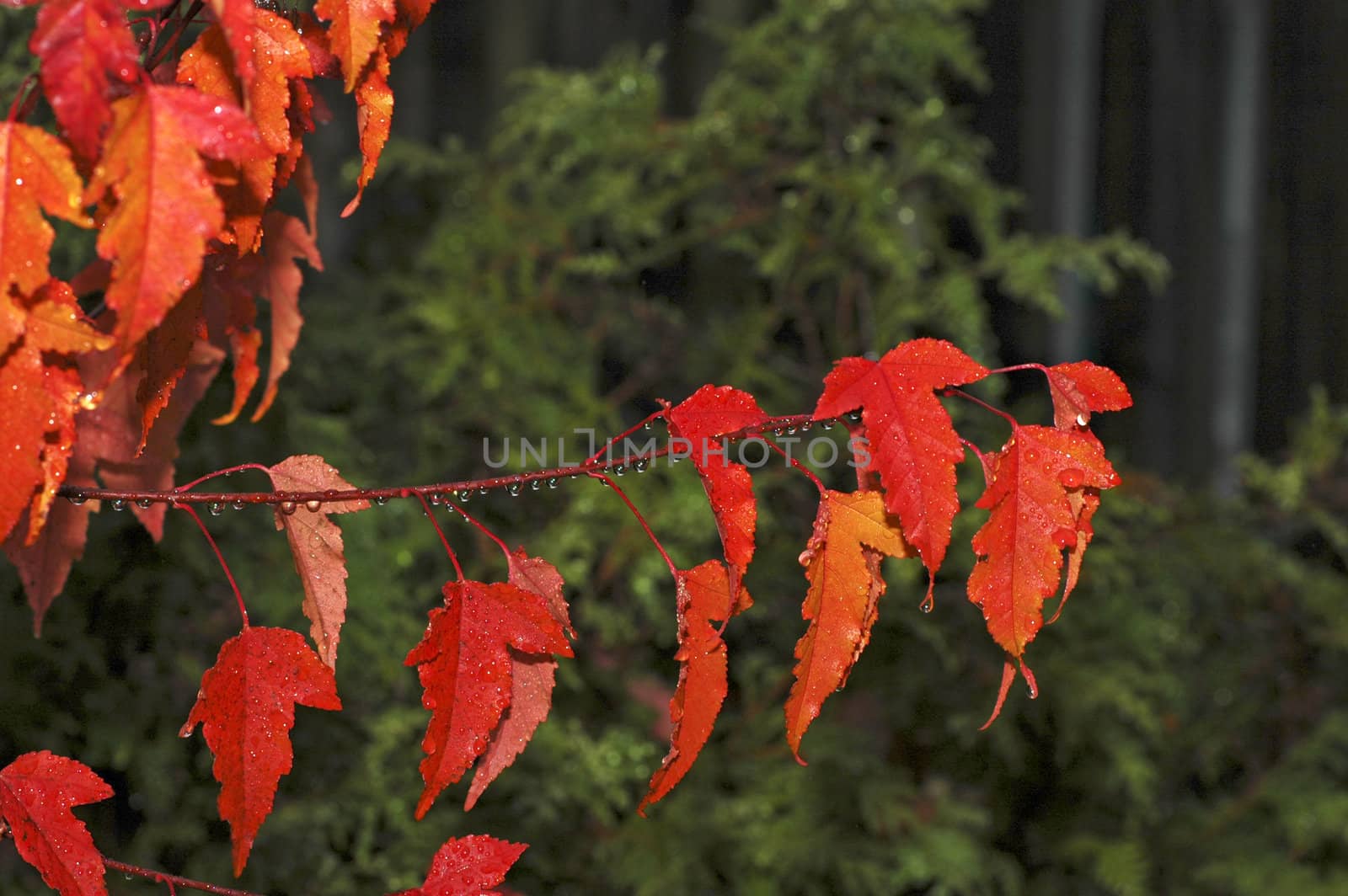 Bright Red Maples Leaves by photopierre