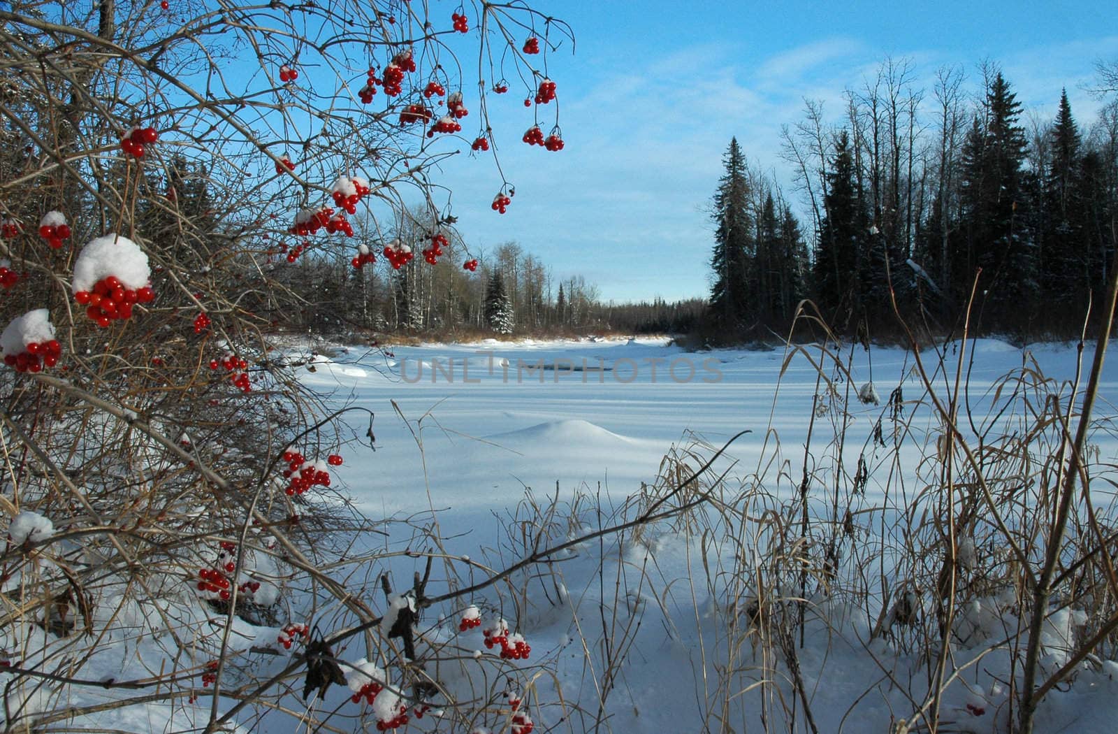 Colorful berries hanging over frozen river