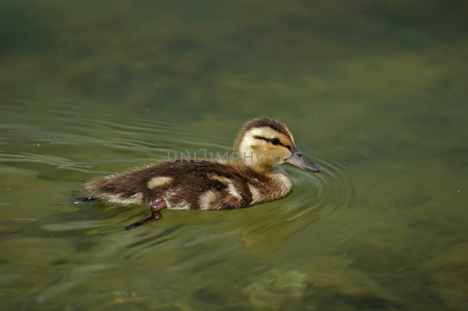 Duckling swimming by photographer
