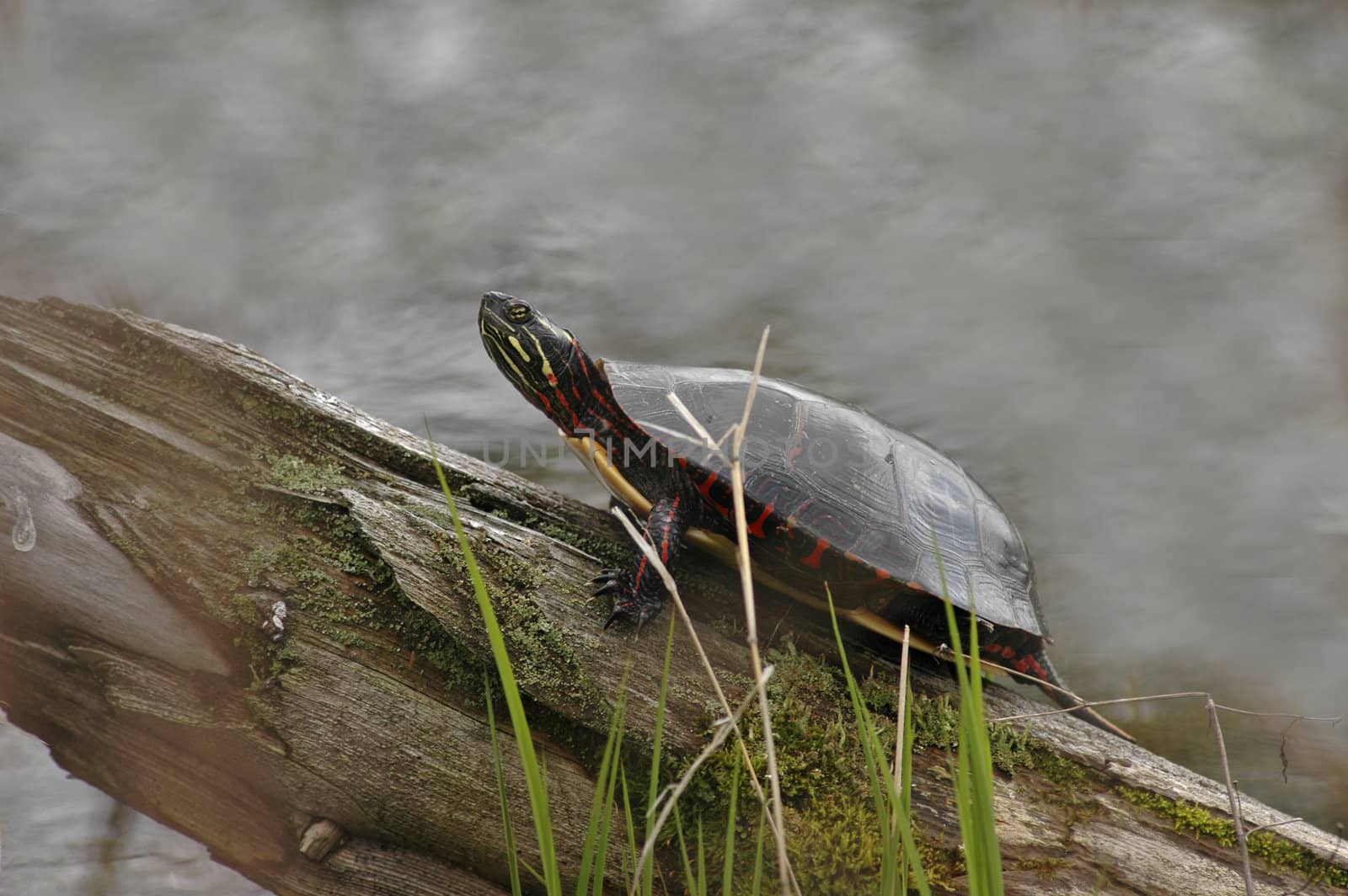  Painted Turtle by photopierre