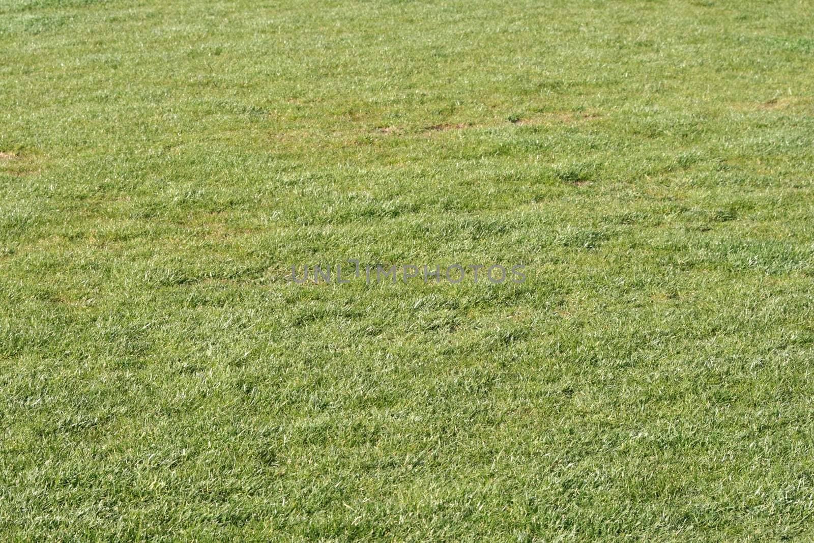 green grass background texture from soccer stadium