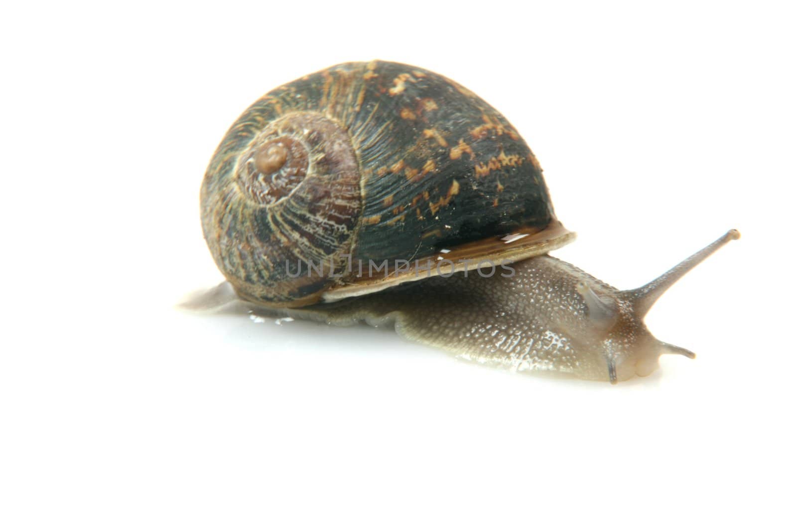 comon garden snail isolated on white background