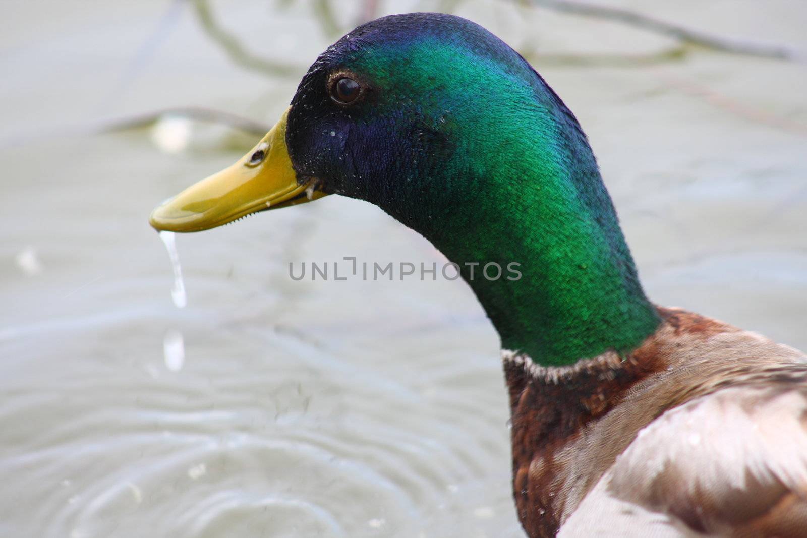 Close-up shot of a male mallard duck with dripping-wet beak at a lake.