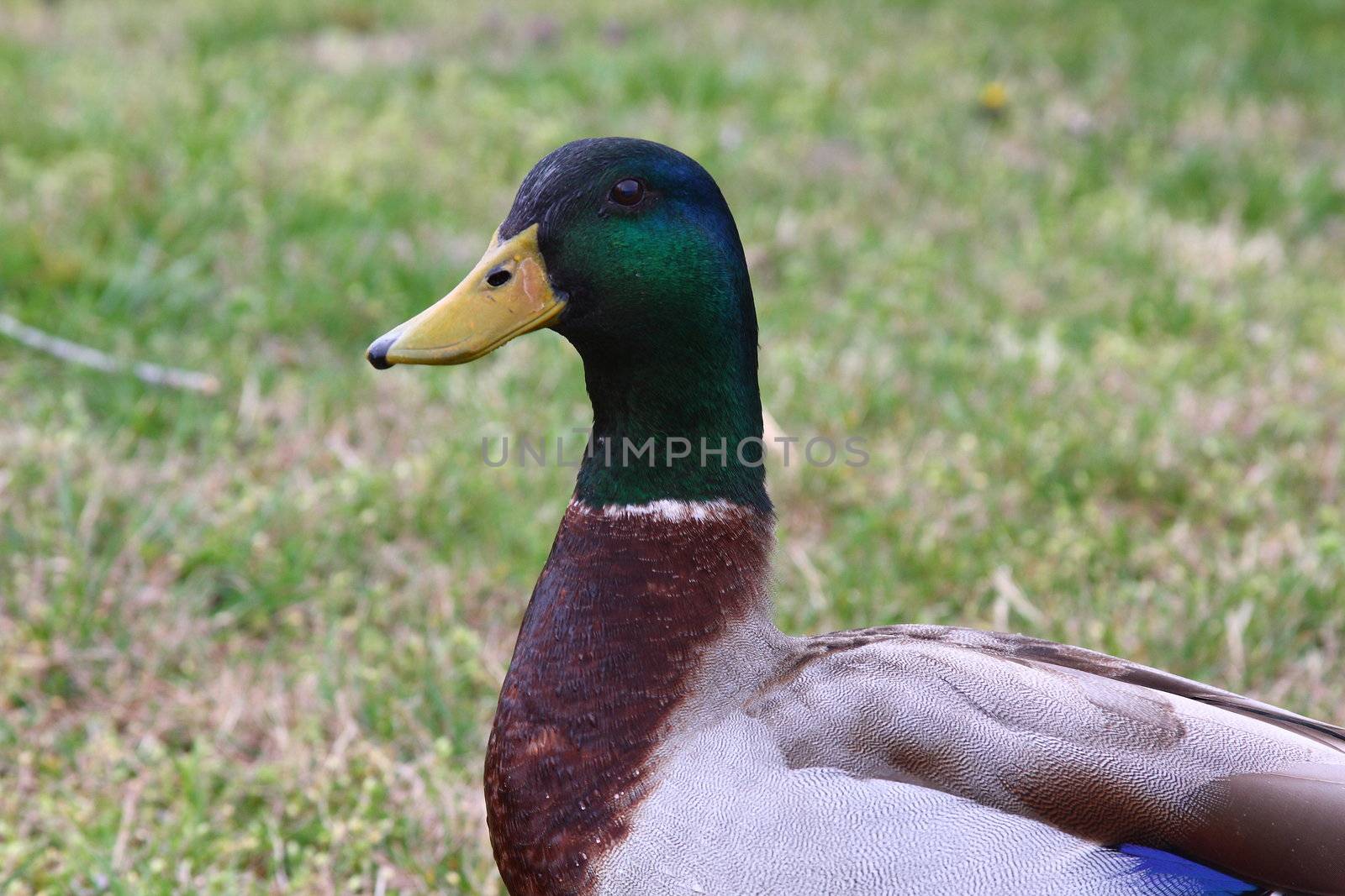 Close-up shot of a male mallard duck at a yard outdoors.