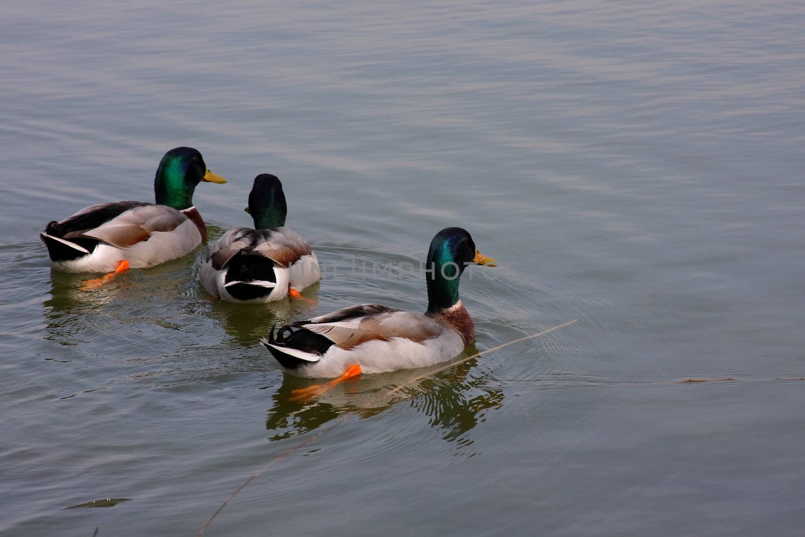 Trio of male mallard ducks swimming on a lake.